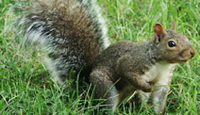 Squirrel Photo 01